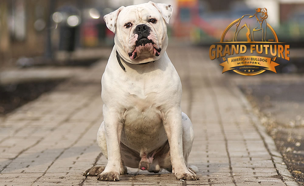 American Bulldog - Grand Future Pharaoh